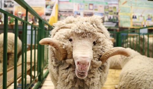 ​В Волгограде пройдёт всероссийская выставка племенных овец и коз 