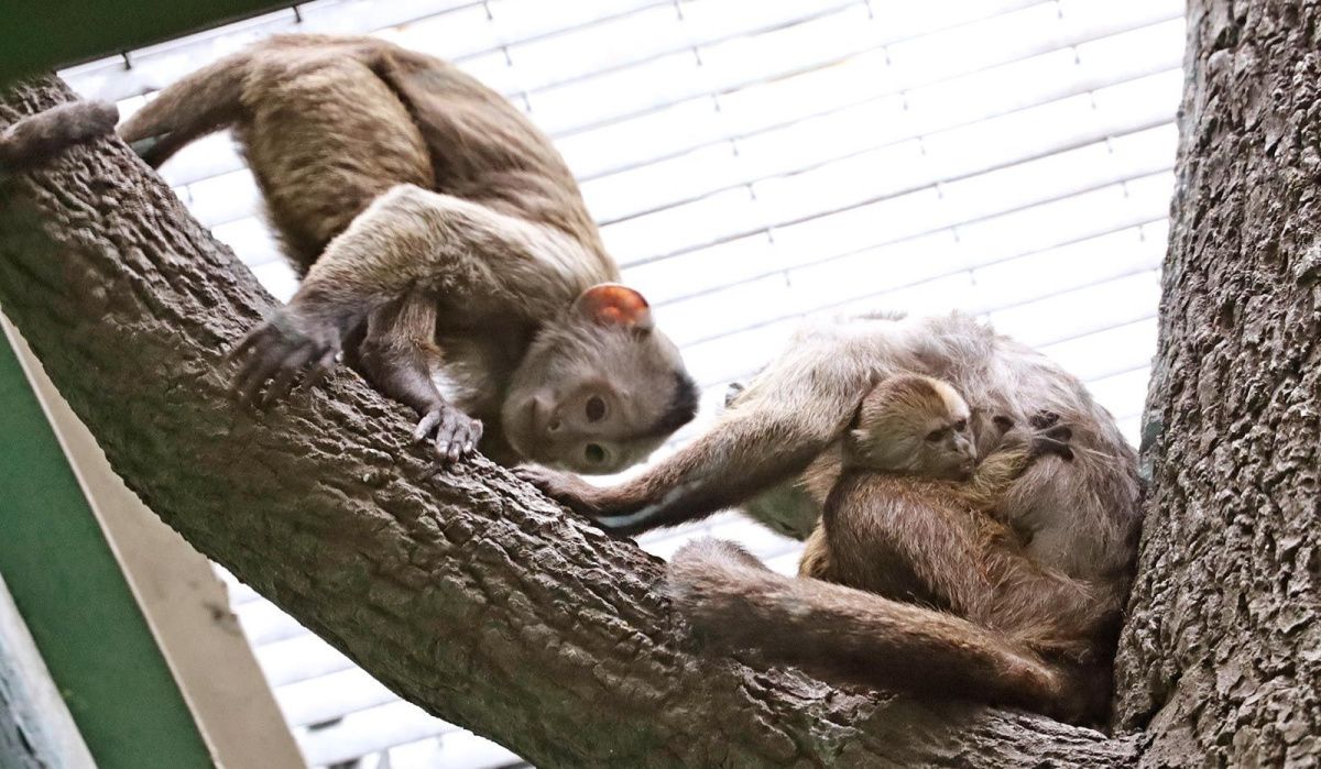 Москвичи решают, как назвать капуцина-плаксу из московского зоопарка
