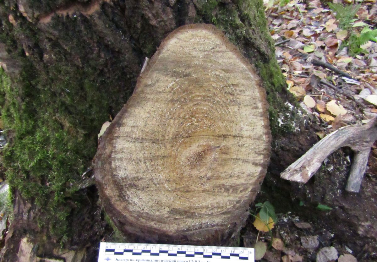 Житель Чайковского обвиняется в незаконной рубке леса в крупном размере