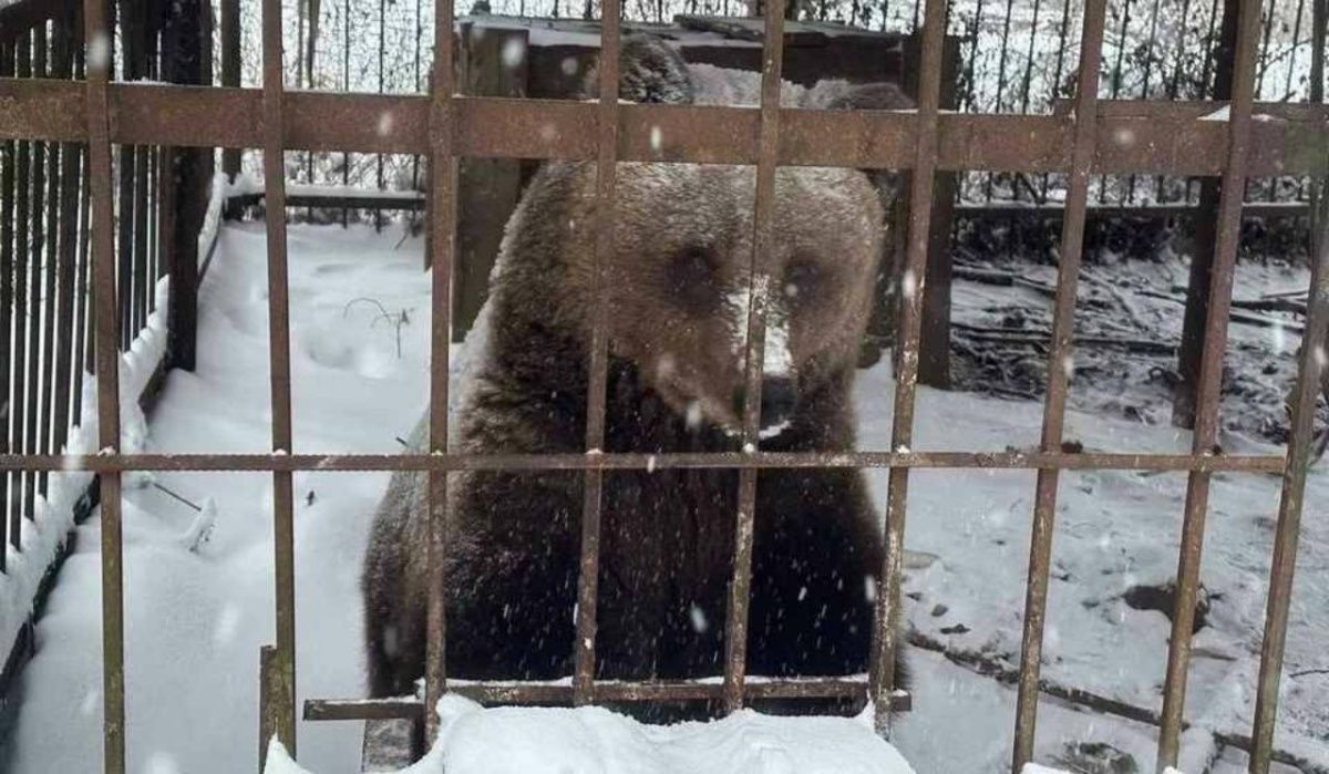 В Ленобласти у местного жителя изъяли медведицу Машу