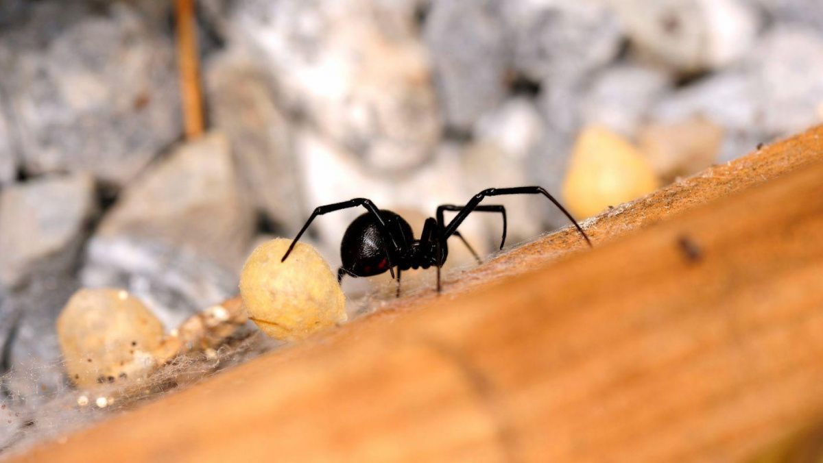 В Волгоградской области ядовитые пауки укусили 10 человек