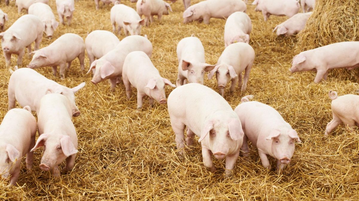 В двух районах Волгоградской области ввели карантин из-за вспышки африканской чумы свиней