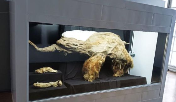 Мамонт-подросток и пещерные львята: в Москве откроется выставка "Гиганты вечной мерзлоты"