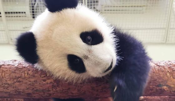 "Метр счастья": замеры сняли с панды Катюши в Московском зоопарке
