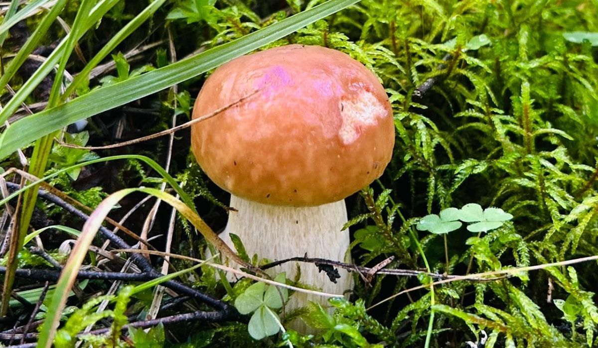 Бум белых грибов и подосиновиков начался в лесах Ленобласти