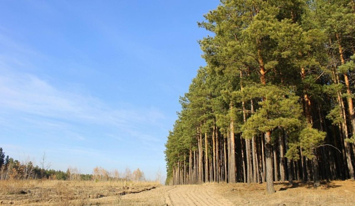 В Волгоградской области введён режим ограничения пребывания в лесах 