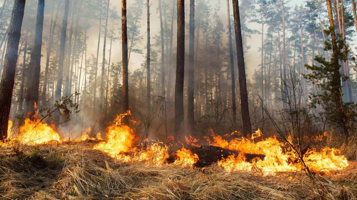 Власти Волгоградской области продлили ограничение на посещение лесов