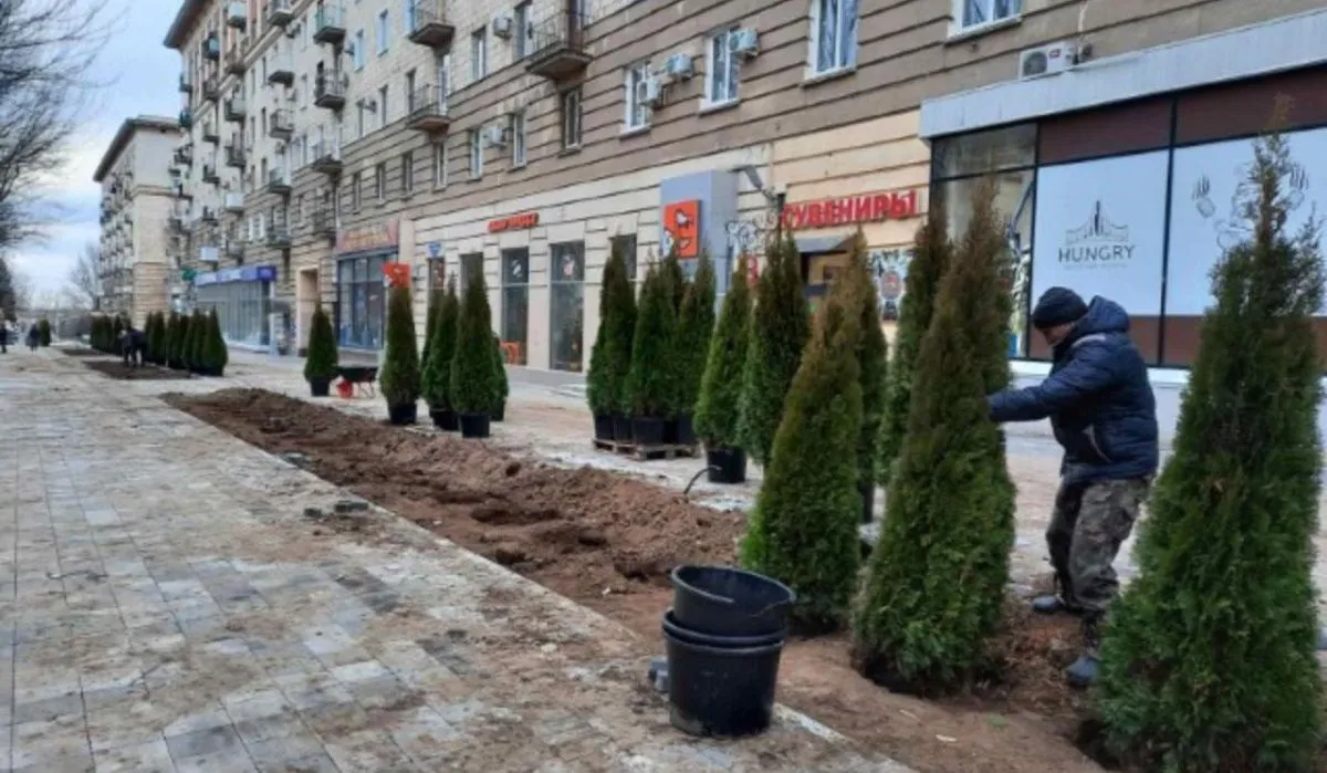 На волгоградской Аллее Героев посадили сотни хвойных деревьев